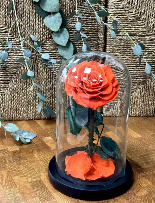 INF ROSE ORANGE